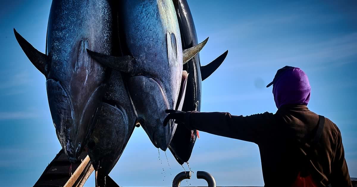 El Gobierno autoriza la pesca fortuita de 64 toneladas de atún rojo a la flota de La Línea, Algeciras, Barbate y Conil