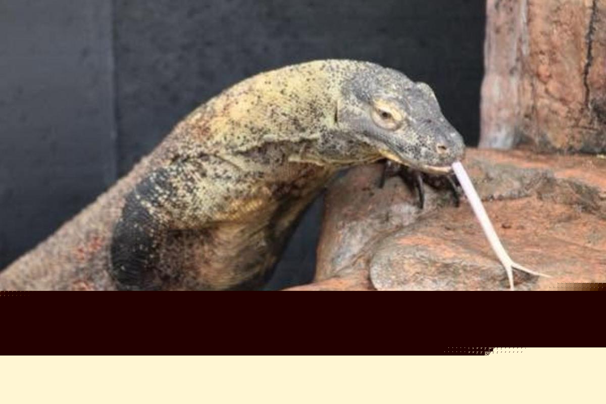 Majestic Komodo Dragon Natasha Back In Action At Sioux Falls Zoo