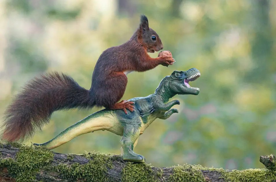 I didn’t see my first squirrel until I was nearly 30 – but it changed my life