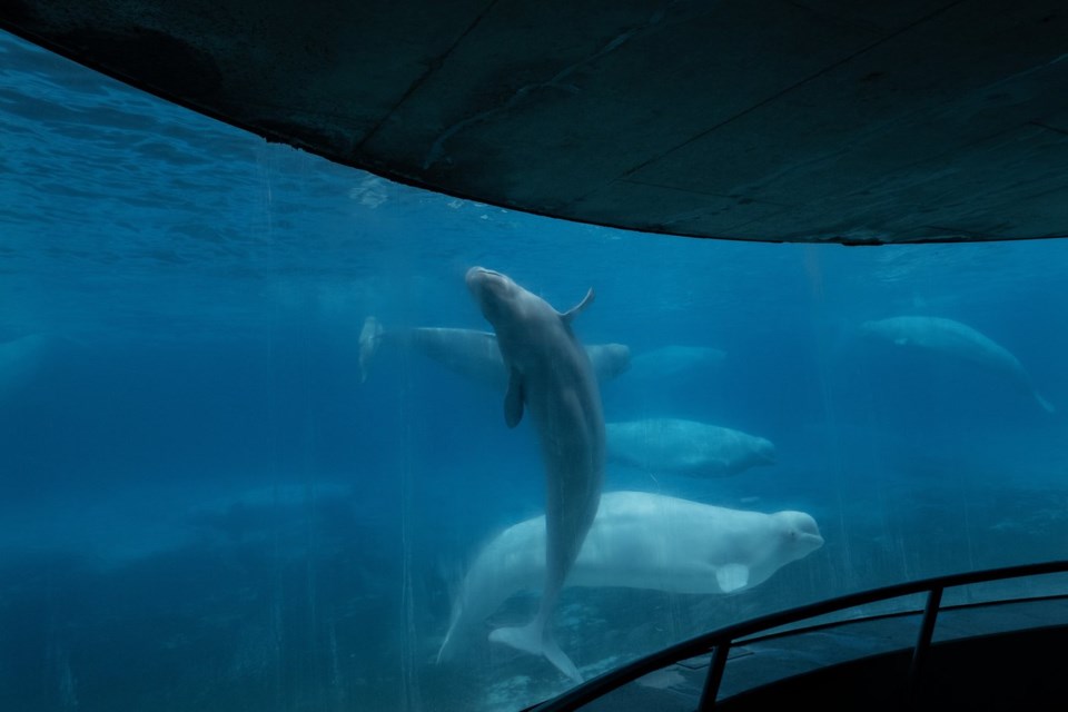 Marineland asks Ottawa for emergency cash to feed whales — or euthanasia imminent