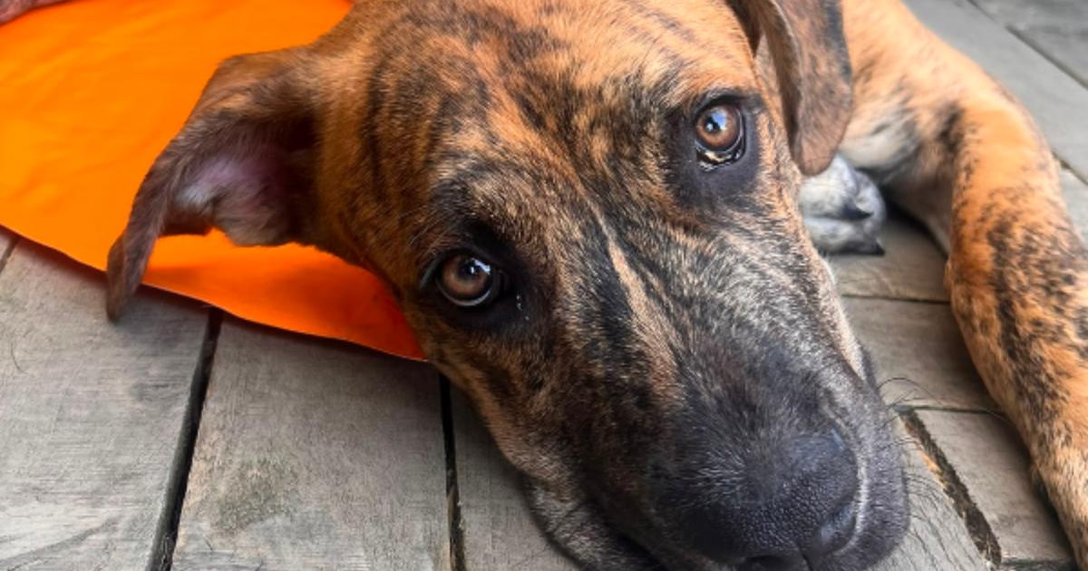 Five pets at RSPCA Hampshire looking for loving forever homes