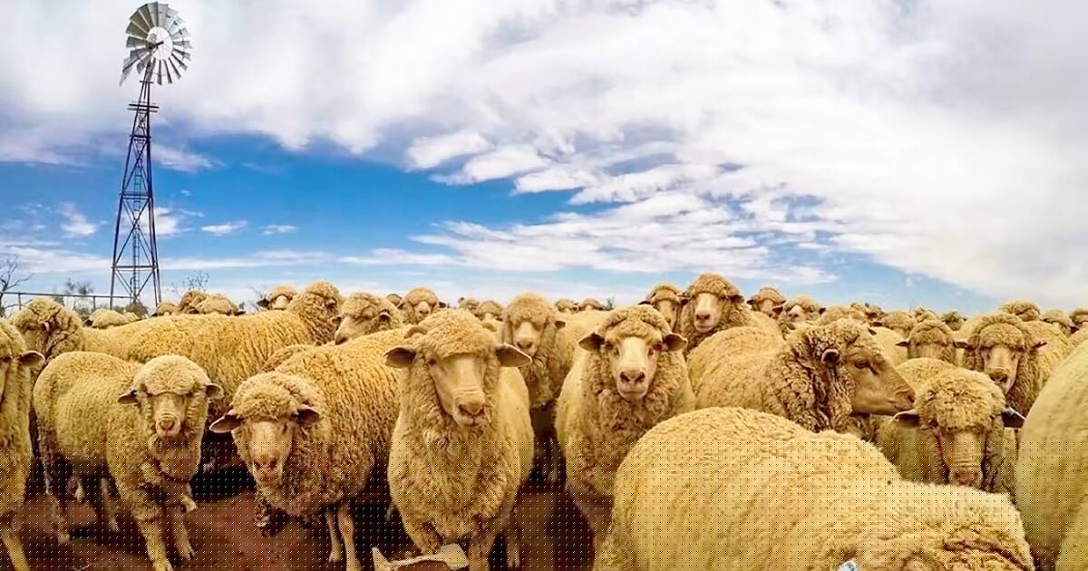 Massive outback pastoral deals signal growing optimism in sheep