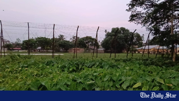 <a href="https://www.thedailystar.net/news/bangladesh/news/bangladeshi-young-man-killed-bsf-firing-4243346" hreflang="en">Bangladeshi young man killed in BSF firing</a>