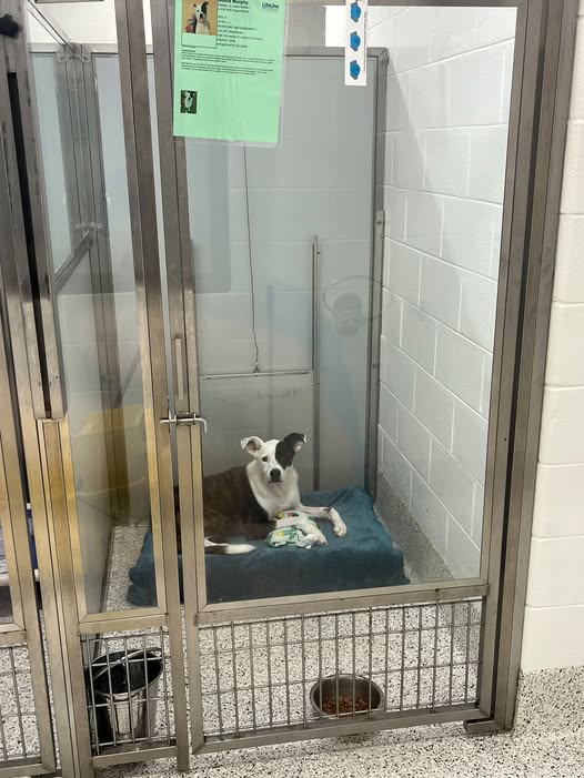 Overlooked shelter dog made into ‘documentary’ brings rescuer to tears in need of home