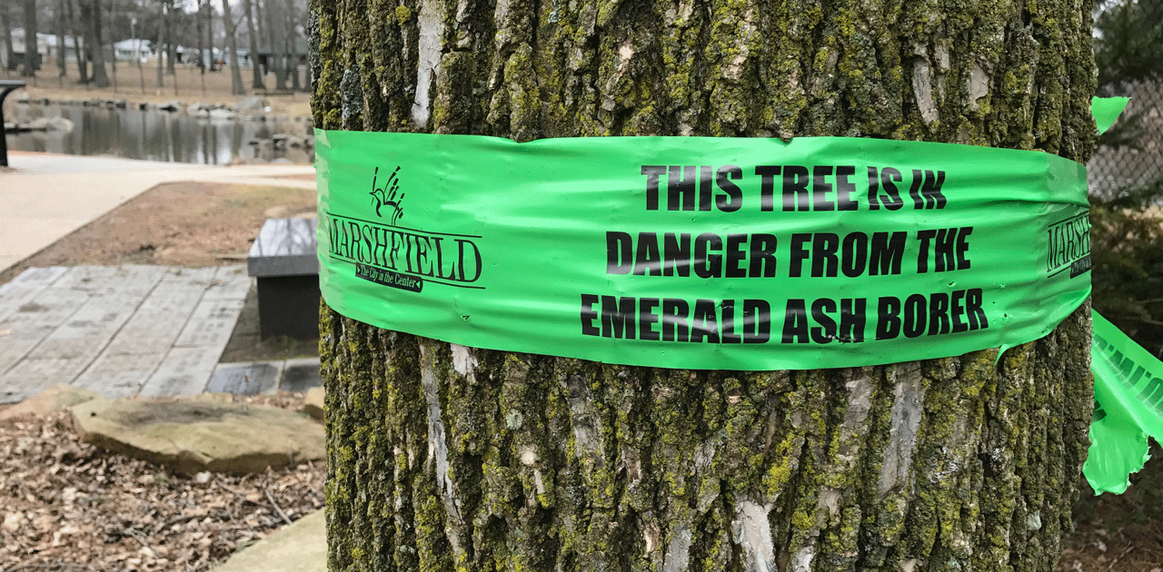 City of Marshfield to Remove Ash Trees on Pecan Parkway in February