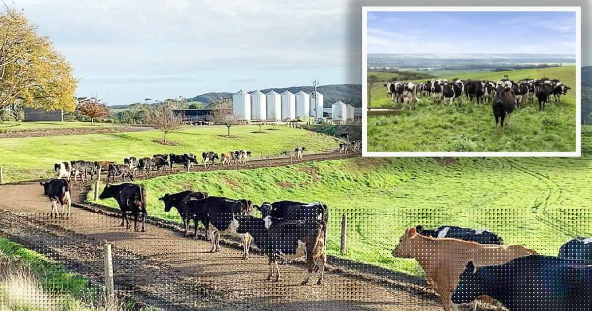 Blue ribbon Otway Milk and Gippsland dairy offer scale versus entry-level
