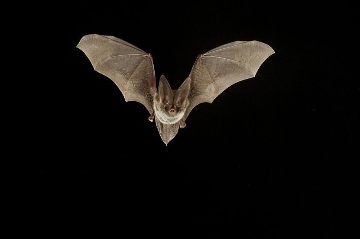 Klamath County Public Health Warning Community About Bats with Rabies