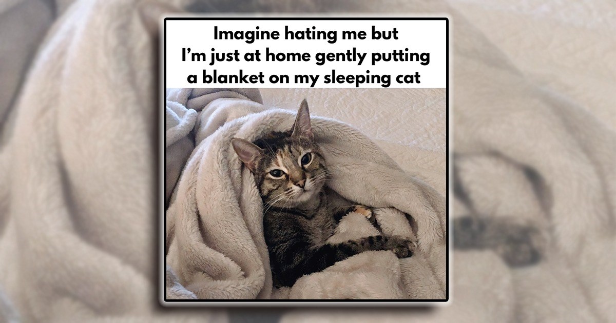 21 House Cat Memes for a Warm and Cozy Feline Friendly Home