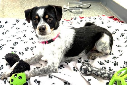 Don’t let the puppy face fool you; this playful dog is just fun-sized