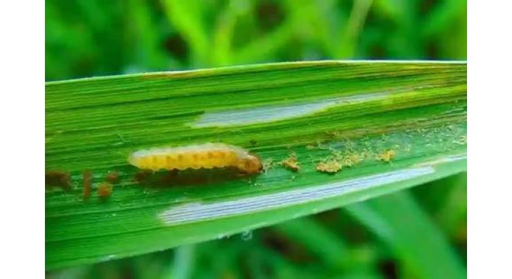 Rice growers must stay vigilant to control rice leaf folder