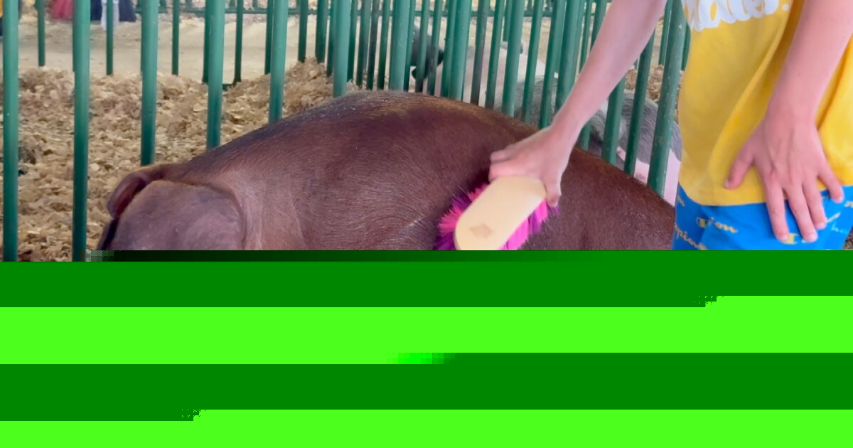 Bacon Buddies: FFA and 4-H members introduce hogs to youth with special needs at Westfair
