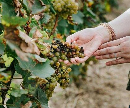 Warmer climate boosts north German vineyards; Bumper harvest falls flat for Italy's Asti vineyards