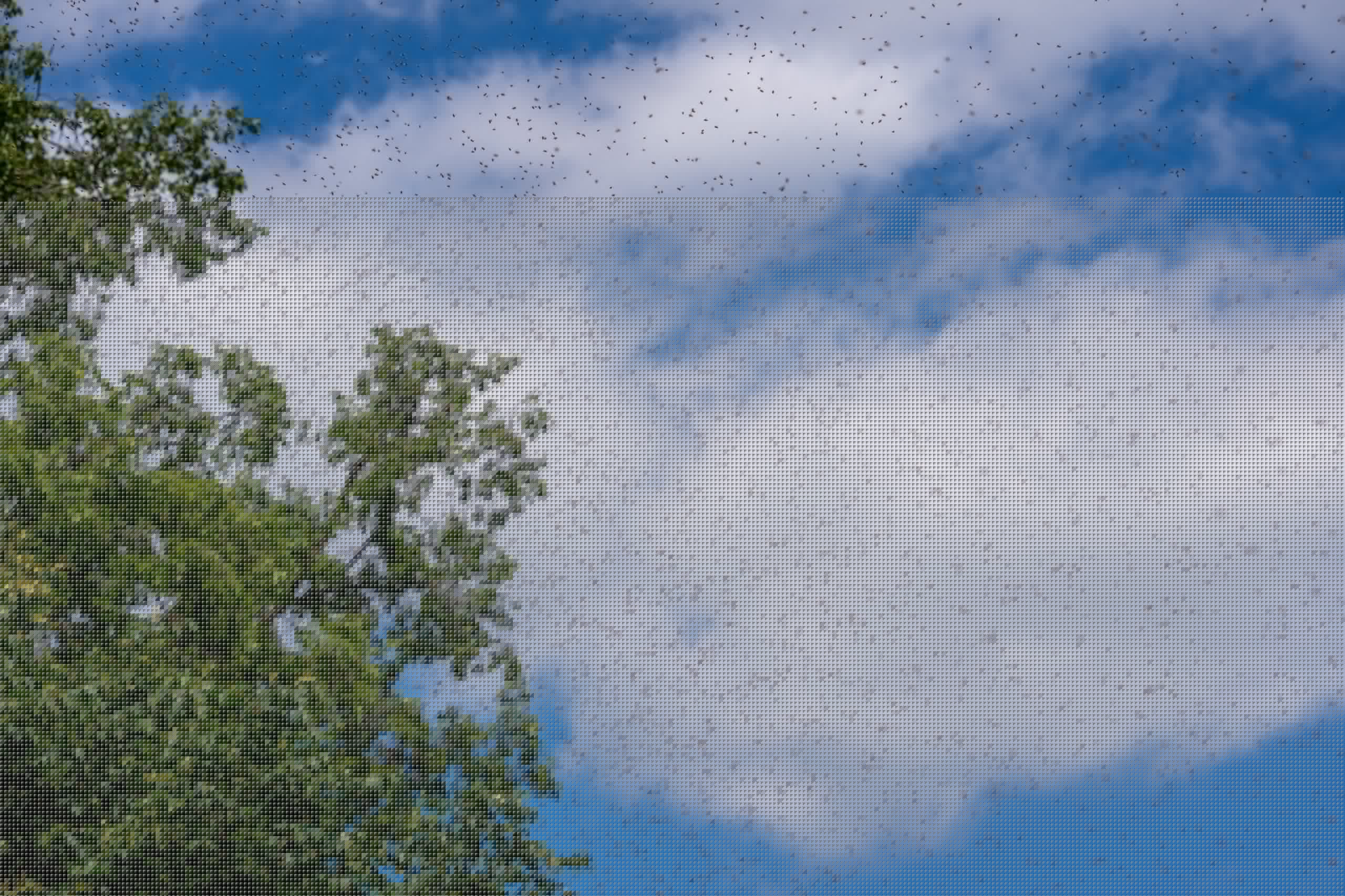 Texas Police Chief And Officer Rush Into Bee Swarm To Save Disabled Man