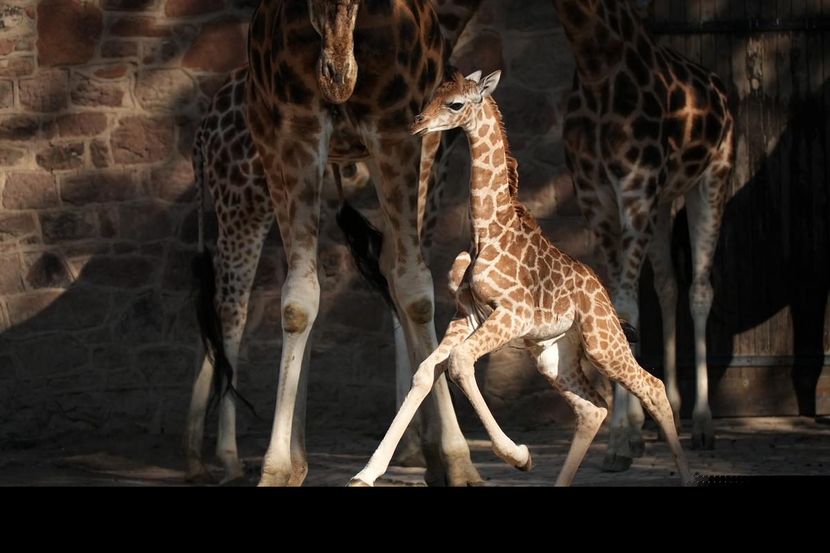 Young Michigan Giraffe Dies Following Herd ‘Interaction’ at Detroit Zoo