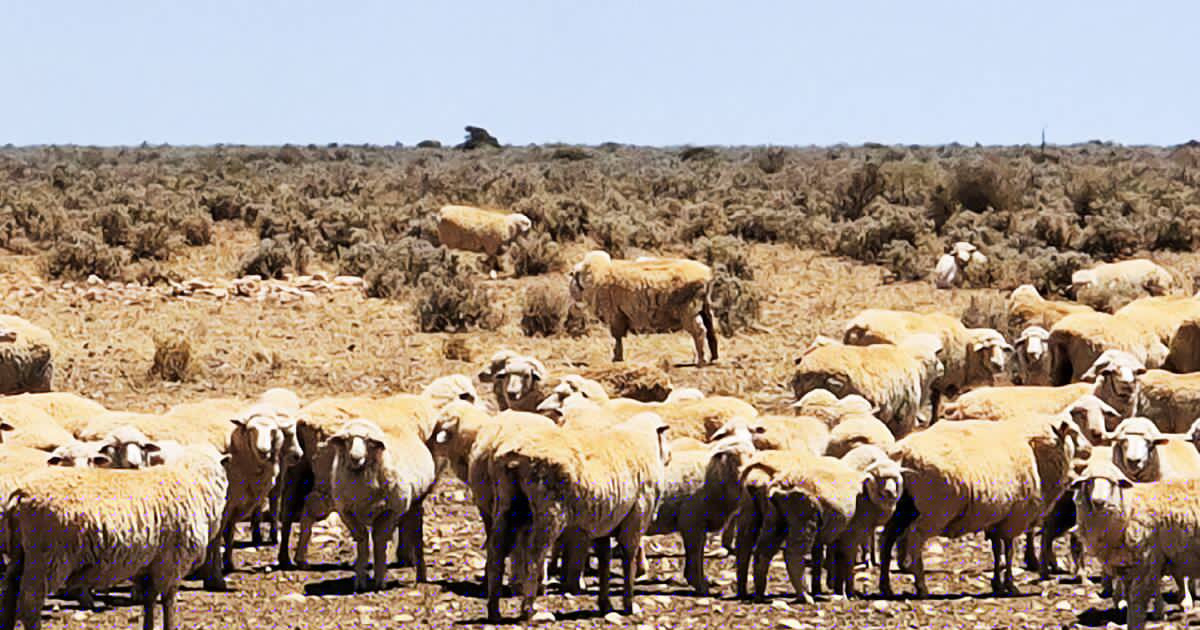 Cattle firm's stunning buy of vast Nullarbor sheep stations almost complete