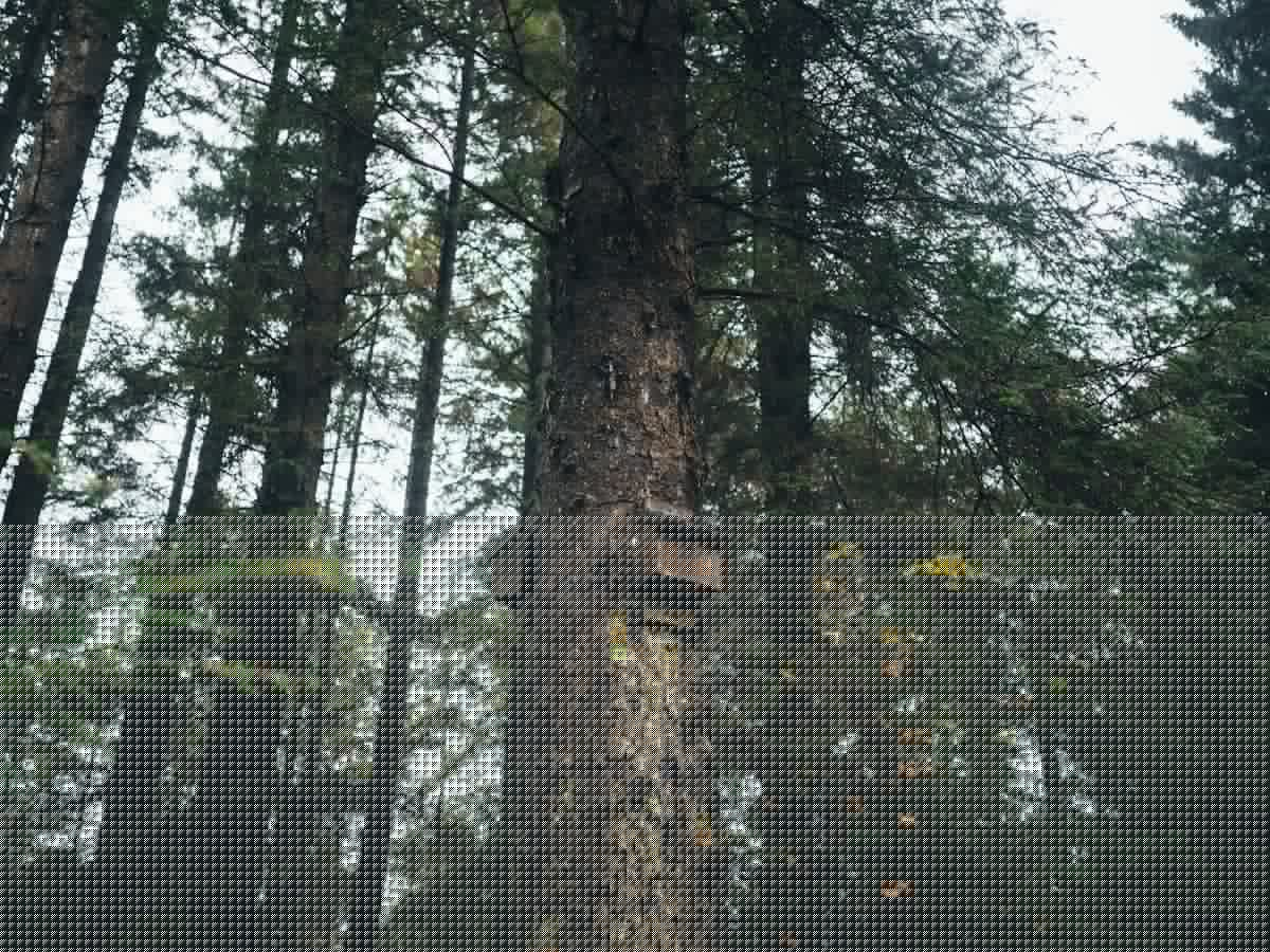 Here's What to Know Before Installing a Bat Box