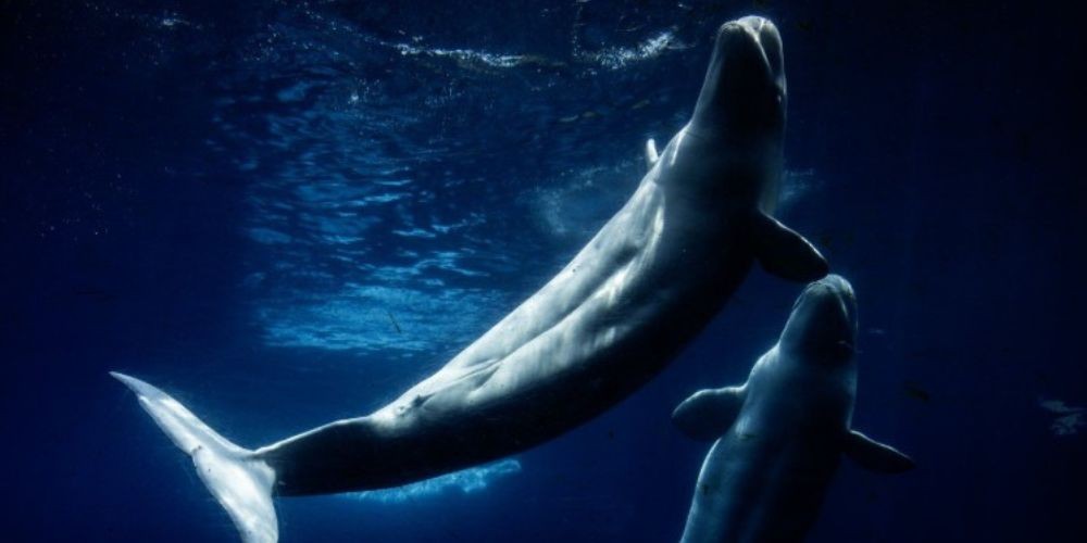 Everyone loved Marineland - then the tide turned. A look inside the park's final days