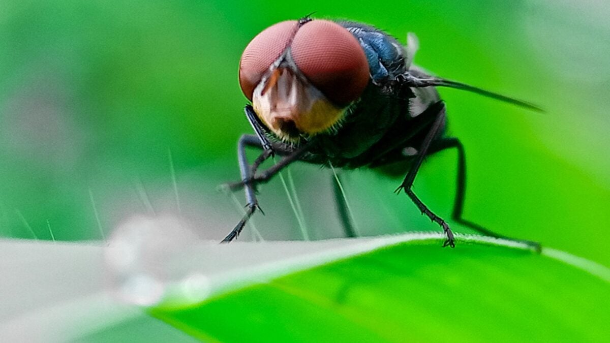 The Flesh-Eating Screwworm’s Comeback Is Now Killing People, Too