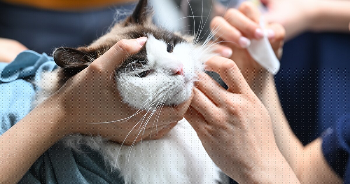 Maltraitance animale : une vétérinaire soupçonnée d'avoir abandonné plus de 80 chats entre la France et la Belgique