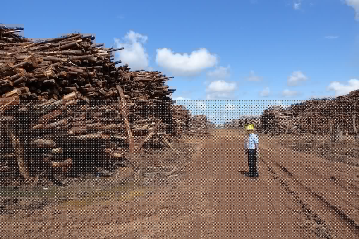 Asia Pulp & Paper's $30m forest restoration pledge in spotlight amid criticism from environmental NGOs