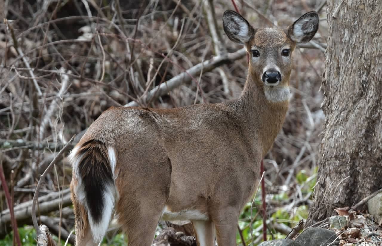 Hunters Asked to Help Prevent the Spread of CWD