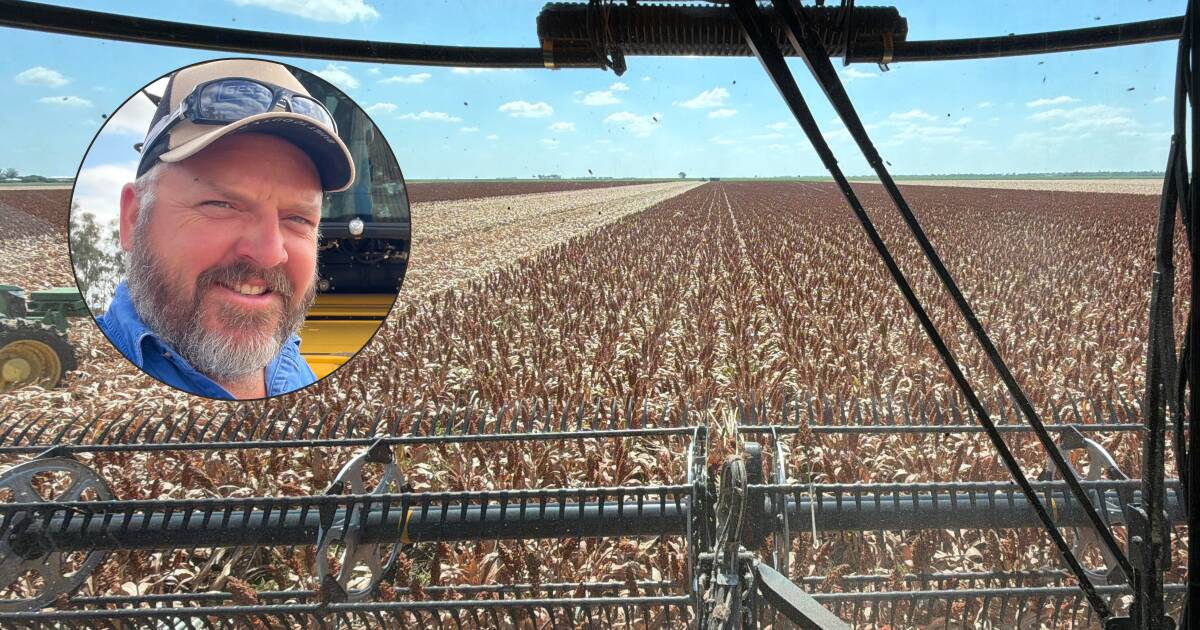 September plant pays off with 8-10 tonne sorghum yields on the Downs