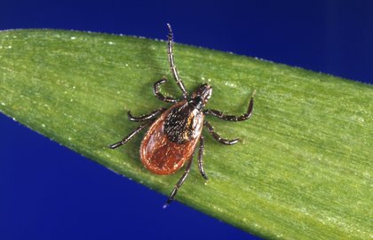 Want to know if a tick carries diseases? The UMaine tick lab can help.