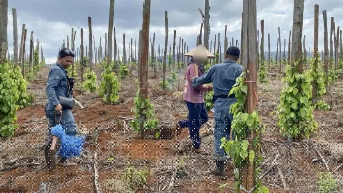Kemenhut Bongkar Jual Beli Garapan di Hutan Lindung, 3 Orang Tersangka