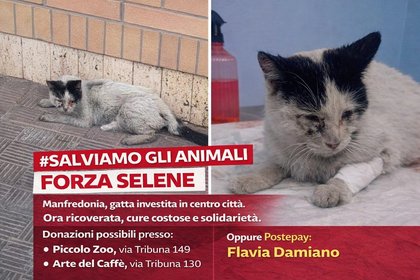 Manfredonia, storia di Selene. “Investita brutalmente nell’indifferenza. Ora lotta per salvarsi”. E’ catena solidarietà!
