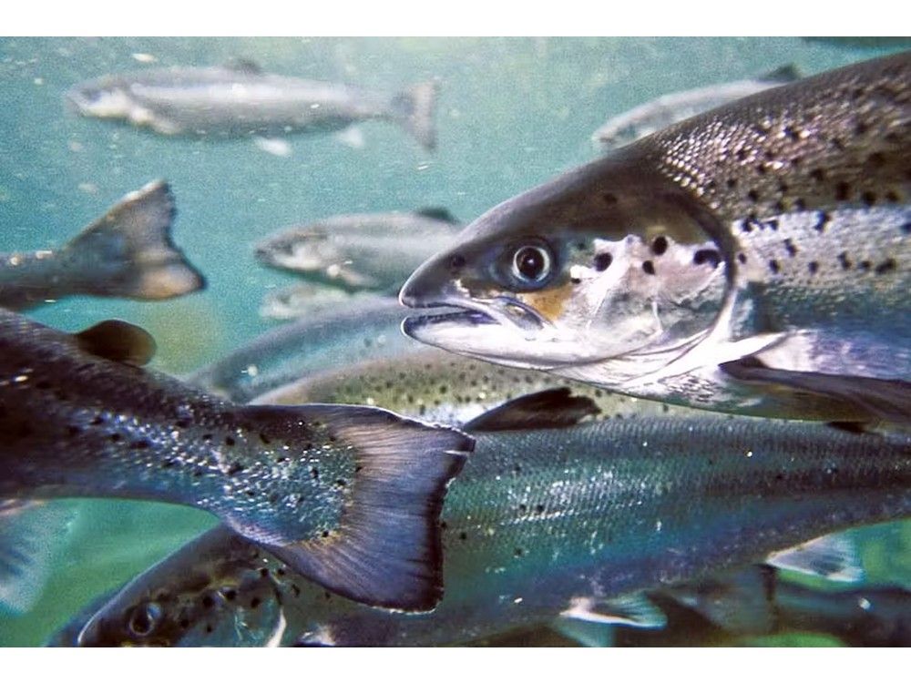 Another big loss: Mowi reports more mass mortality events at fish farms on NL’s south coast