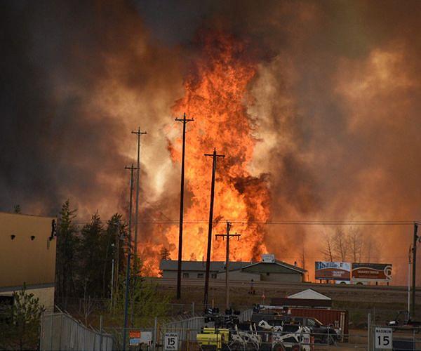 Canada wildlife decline 'most severe' in decades: WWF