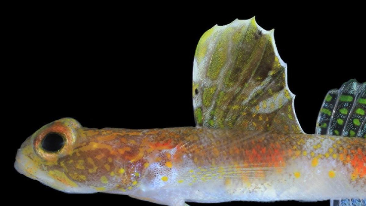 Spesies Baru Ikan Gobi 'The Sunrise of Java', Penemuan Unik BRIN di Banyuwangi
