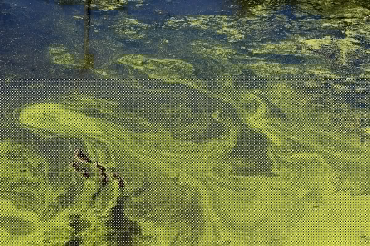 Minnesota Officials Warn About Algae Blooms + Danger To Your Dog
