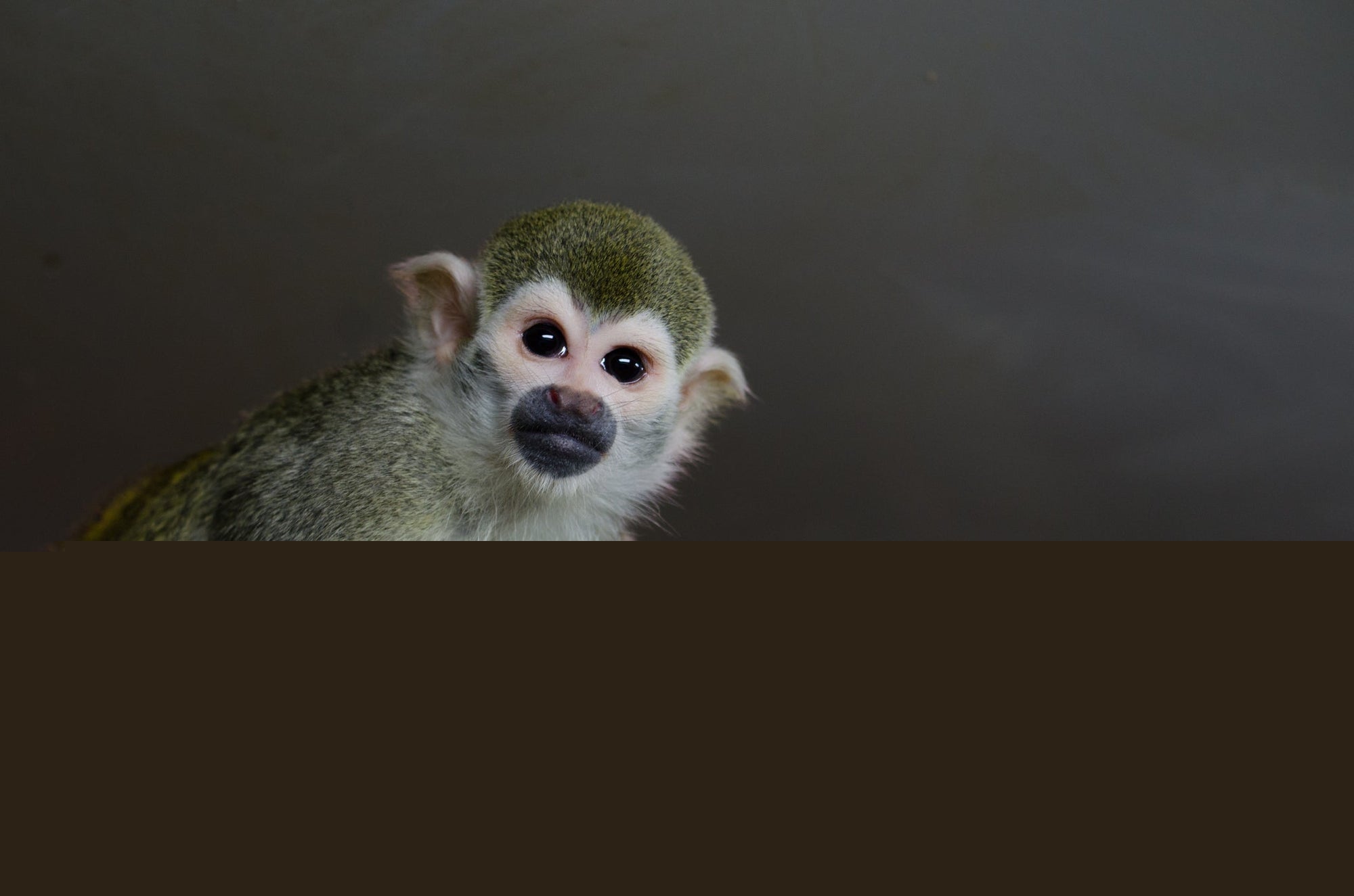 Brandywine Zoo Opens New Hidden Falls Mixed-Species Exhibit