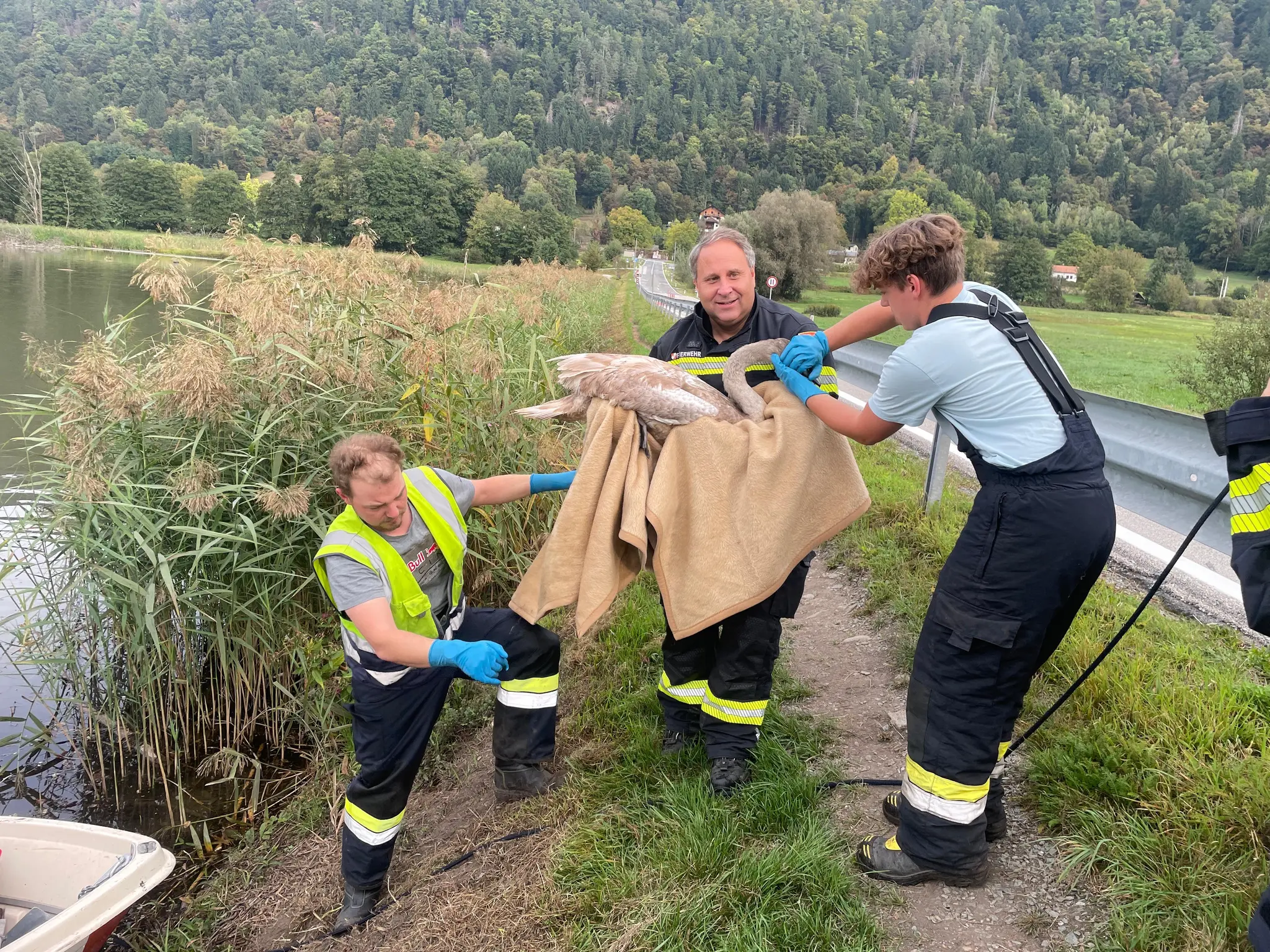 Rettungsaktion für Schwäne im Bleistätter Moor