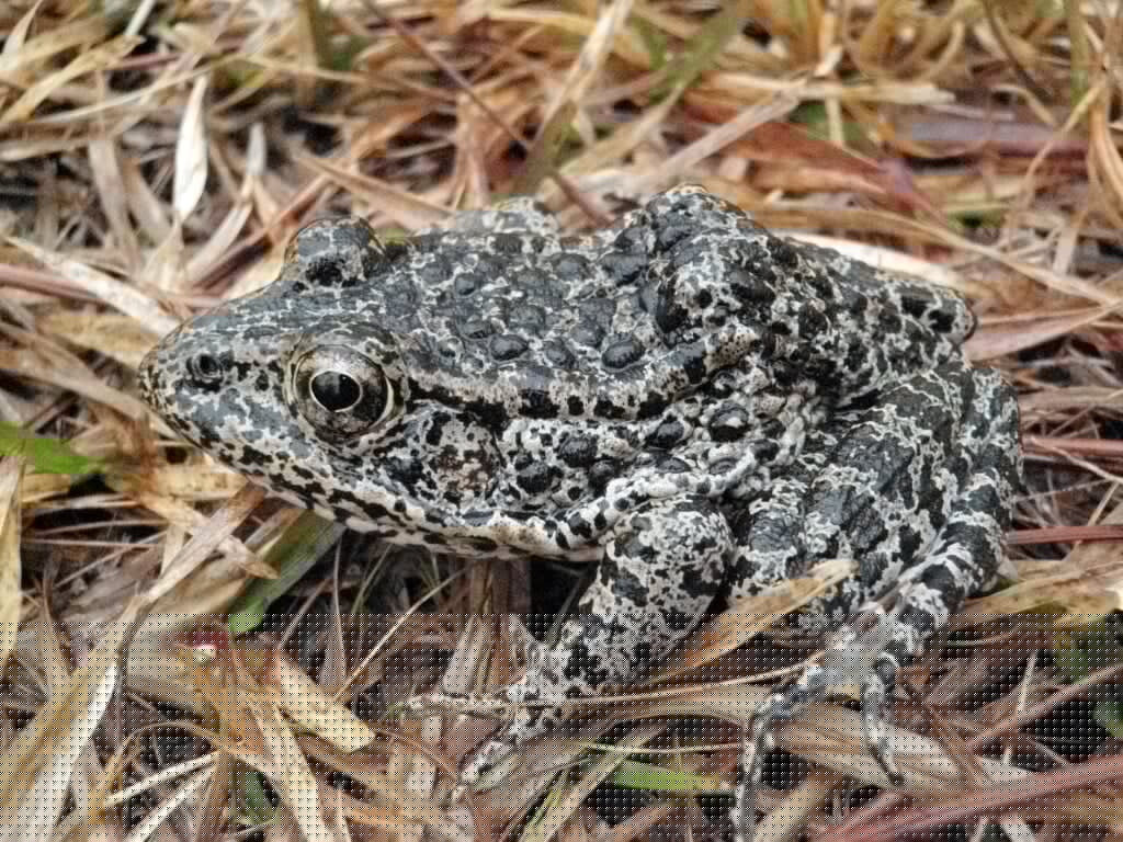 Mating Frogs Mistaken for Dogs Barking in Storm Drains