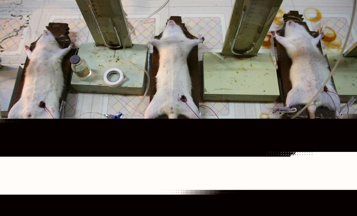 “Mutant” Rodents Are Evolving And Spreading Across New York