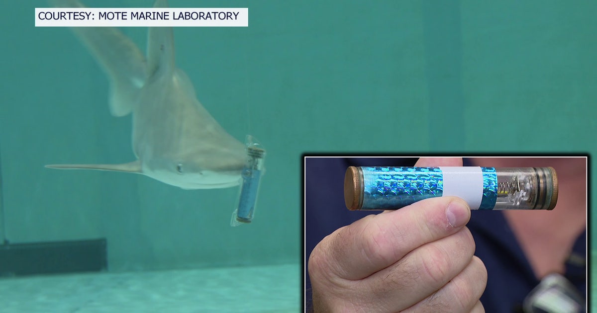 Mote Marine researchers study electronic pulse device aimed at deterring sharks from fishing lines