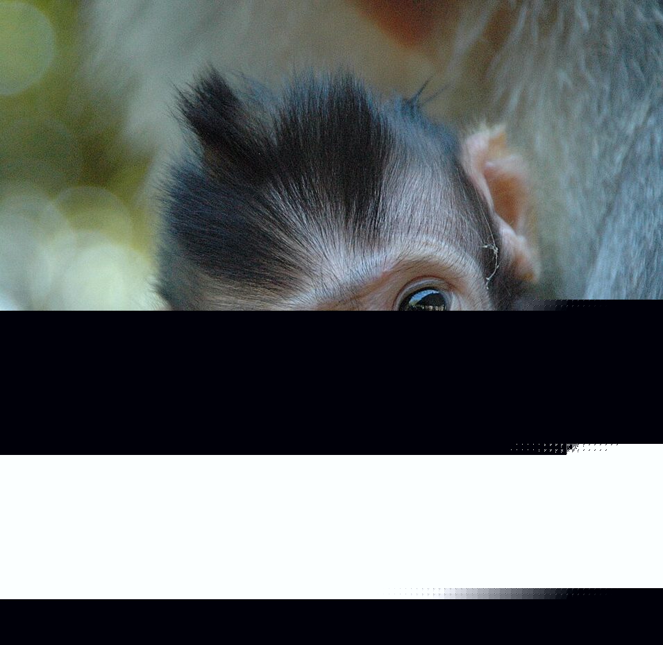 Baby Monkey Reportedly Starved and Suffering Fractured Skull: Enforce Strict Wildlife Permit Rules