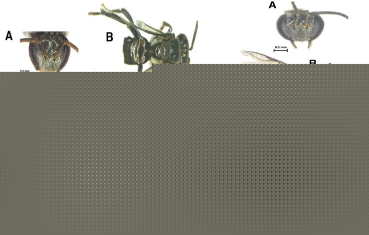 New species of stingless bee discovered in Nagaland