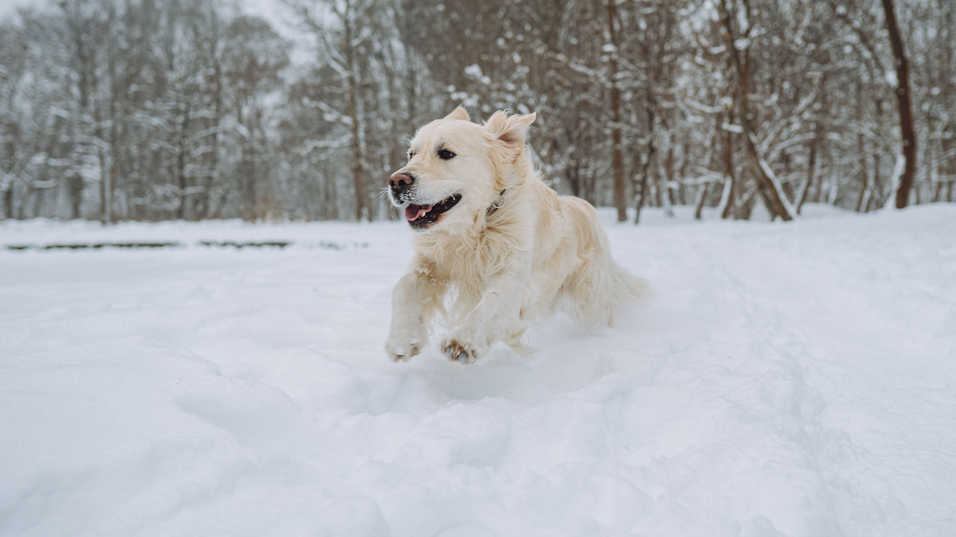 Pet owners watch out! Follow strict ‘15ft law’ during winter weather or face jail