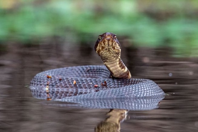 Arkansas Football Player Practices With Venomous Snake Hidden in Helmet