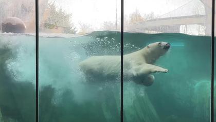 St. Louis Zoo Will Soon Say Tearful Goodbye to Polar Bear