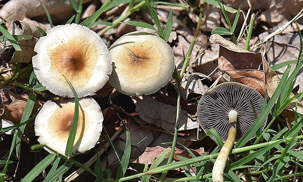 Bipartisan Congressional Lawmakers File Bill Directing VA To Study Psychedelics As Alternative Therapies For Veterans