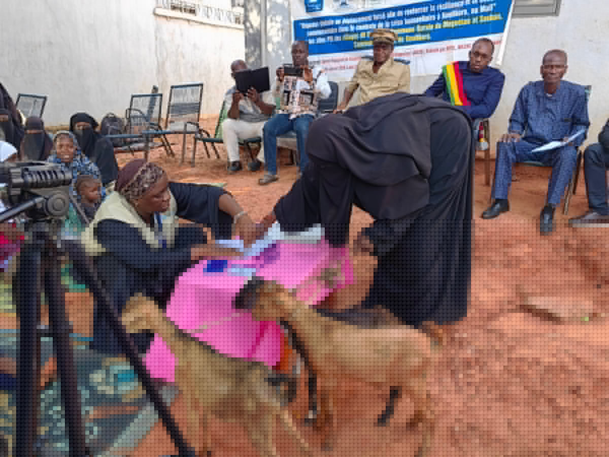 À Koulikoro, des chèvres pour redonner espoir à 249 ménages déplacés internes