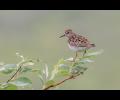 Least Sandpipers - Our tiniest shorebird