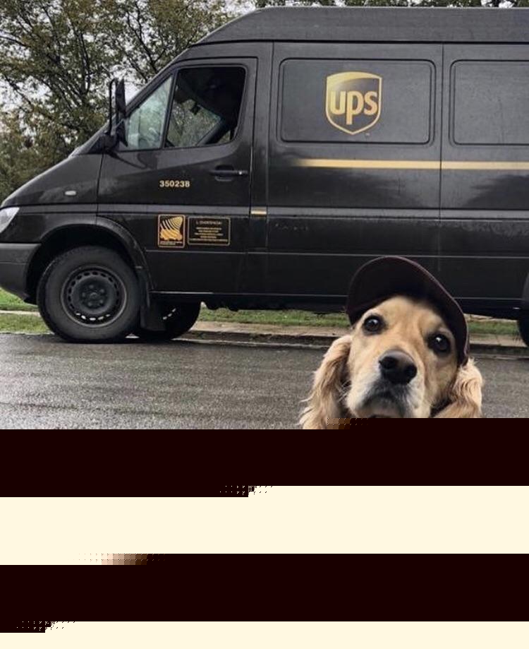 Dogs - A delivery boy