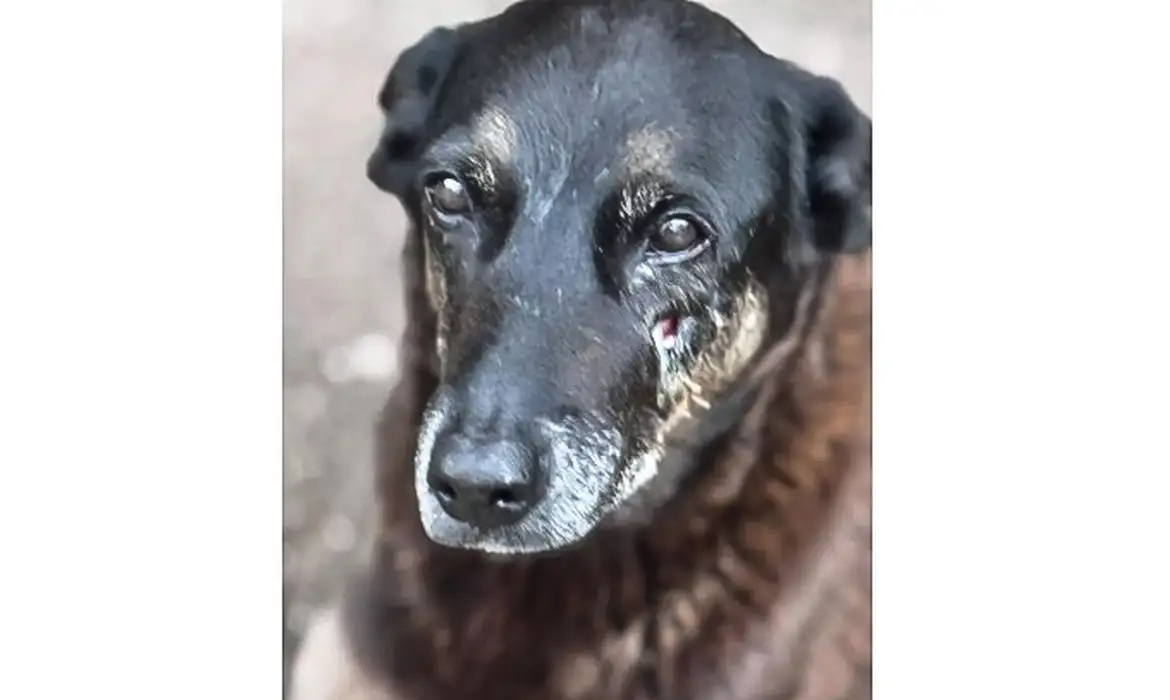 Caso Orelha: o que se sabe até agora sobre a morte do cão