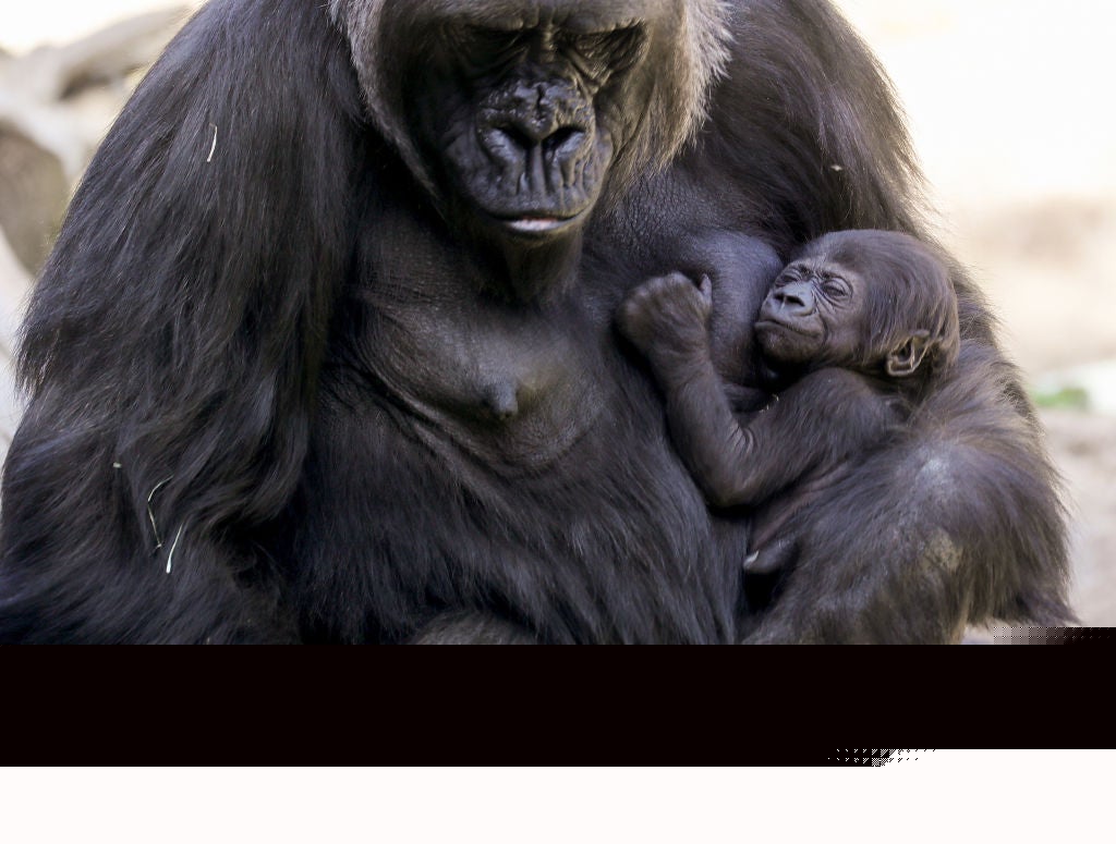 Detroit Zoo Opens Public Vote To Name Newborn Gorilla, Second Birth in 98 Years