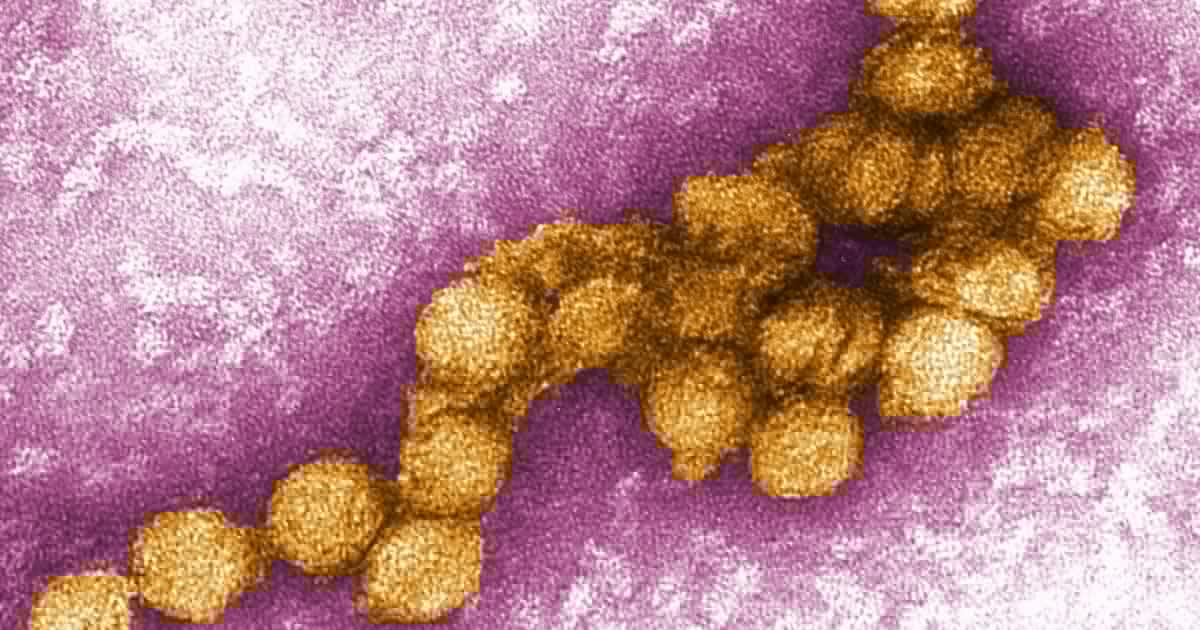 Noch vor Saison - WHO warnt: Dieses Virus breitet sich in Europa aus